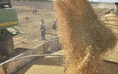 Anapo destaca alza del precio de la soya a 504 dolares