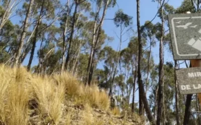 bosque la paz